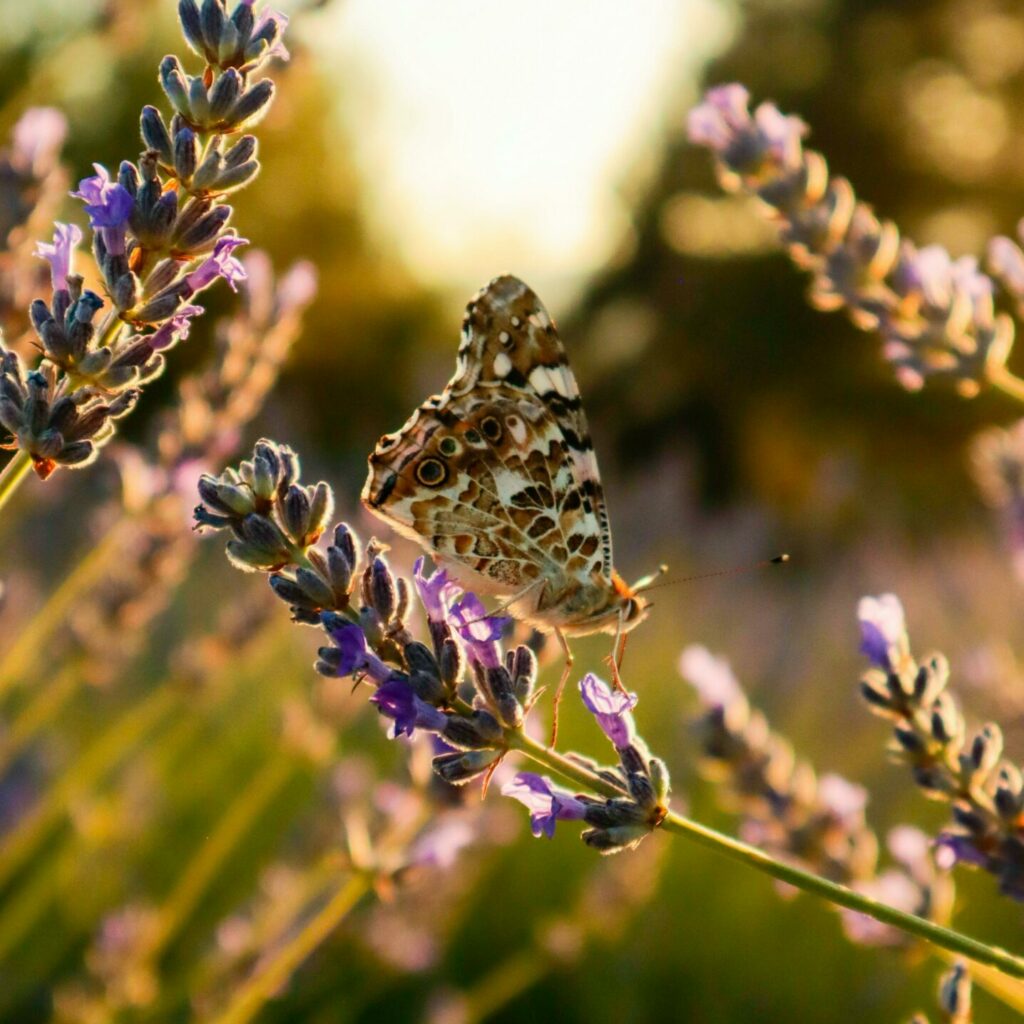 Vibrant close-up of a butterfly resting on lavender flowers in a sunny garden setting.